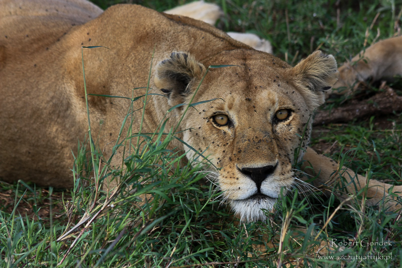 Lew w Serengeti