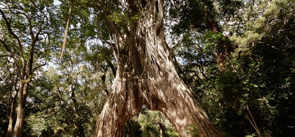 Stare drzewo figowe w Arusha National Park